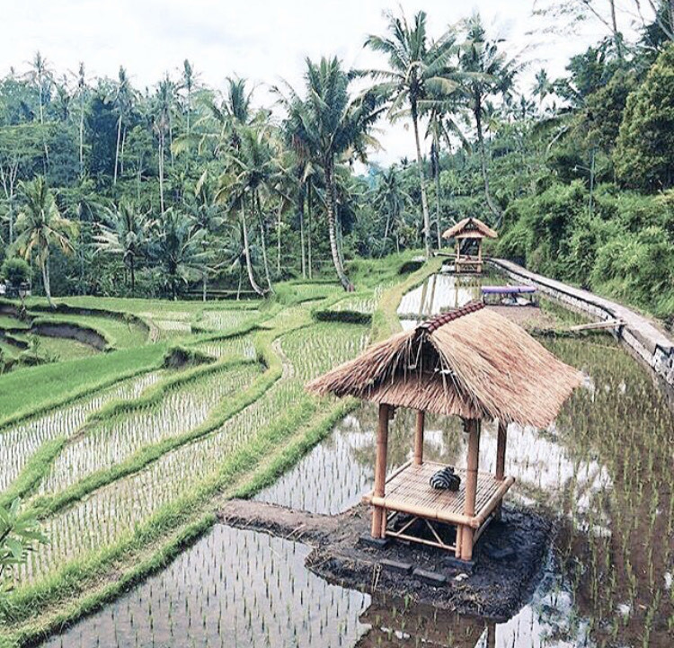 Lugar Tegallalang Rice Terrace