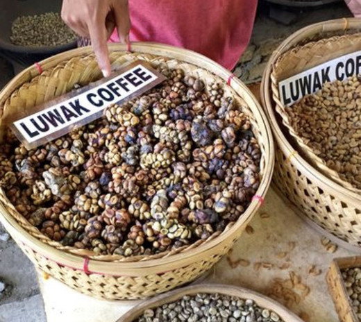 Luwak Coffee