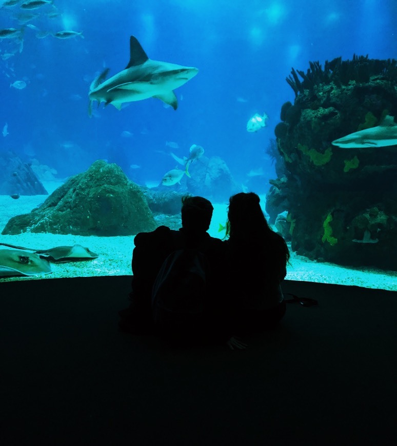 Place Oceanário de Lisboa