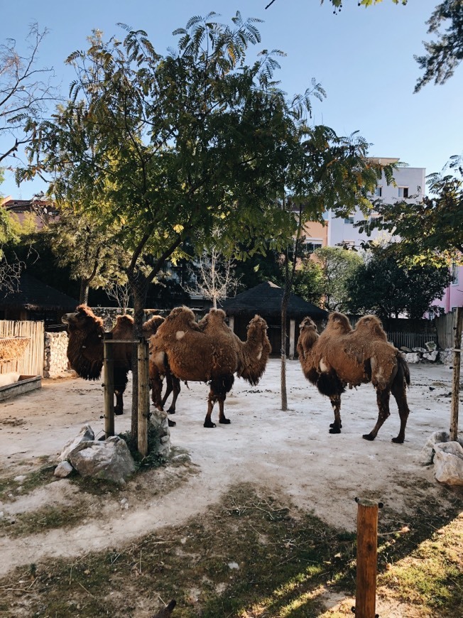 Place Jardim Zoológico de Lisboa