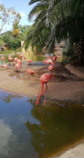 Zoo de Lagos