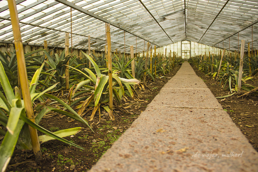 Plantação de Ananás dos Açores