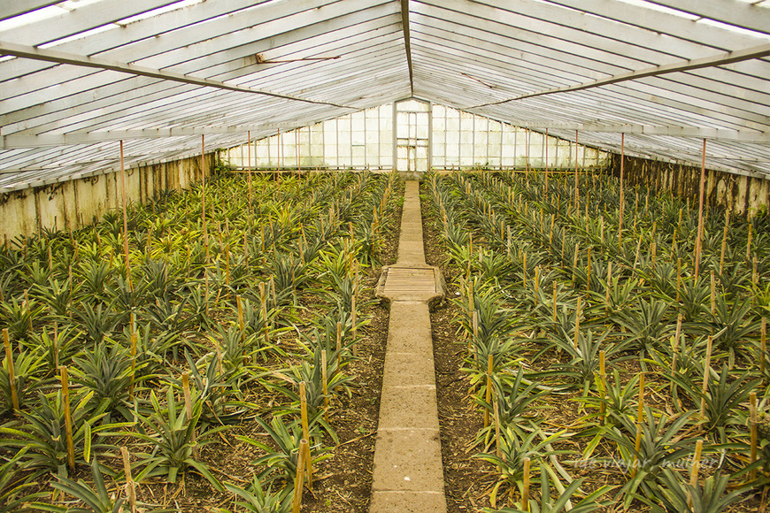 Lugar Plantação de Ananás dos Açores