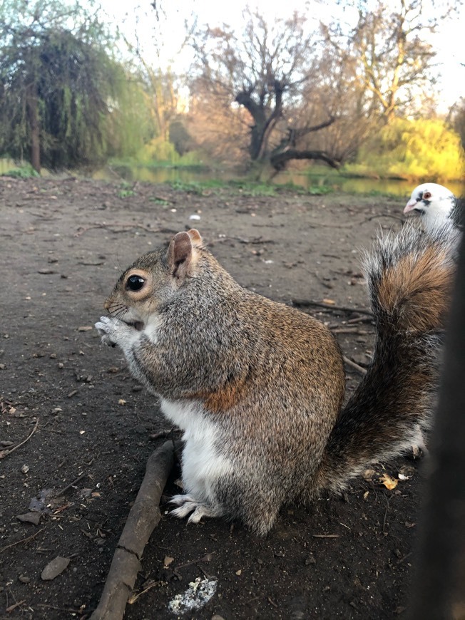 Place St. James's Park