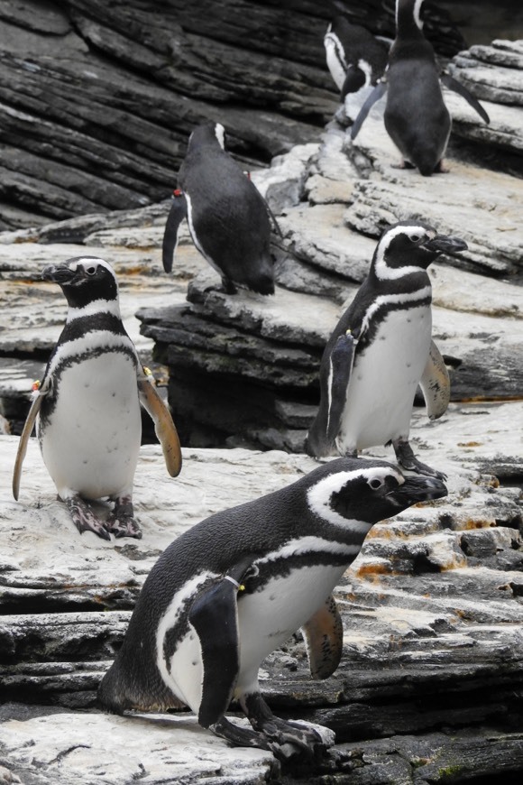 Fashion Pinguins-de-magalhães