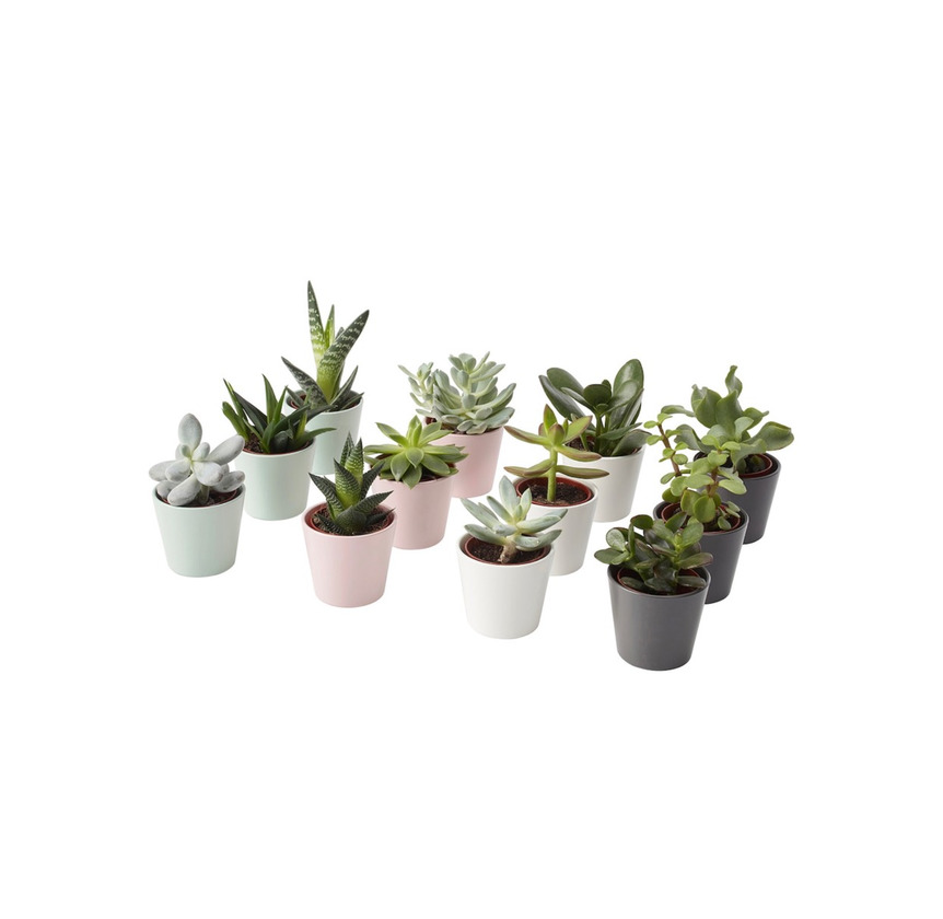 Product Plantas