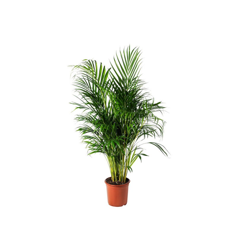 Product Plantas 