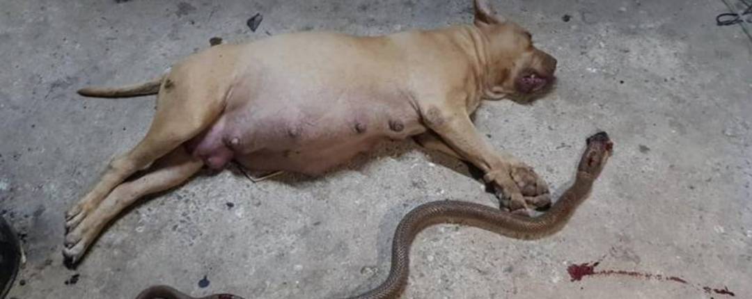 Cadela grávida morre ao defender os donos de cobra venenosa