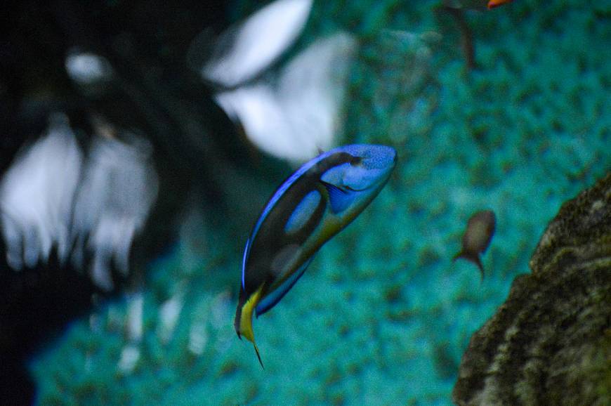 Lugar Oceanario de Lisboa