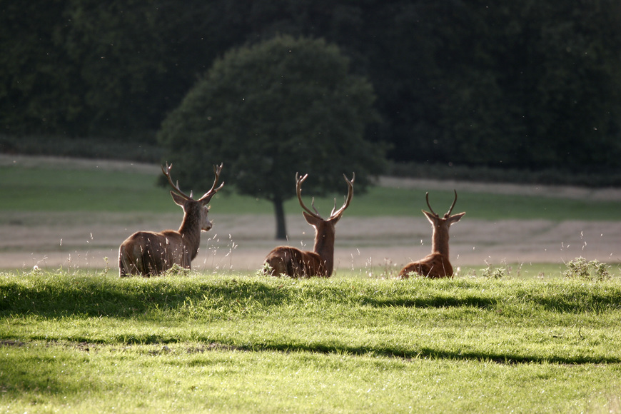 Place Richmond Park