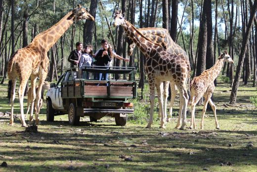 Badoca Safari Park