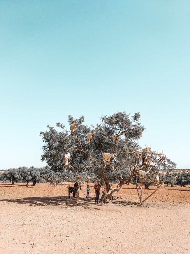 Lugar Taroudant