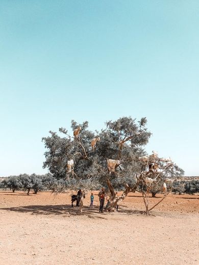 Taroudant