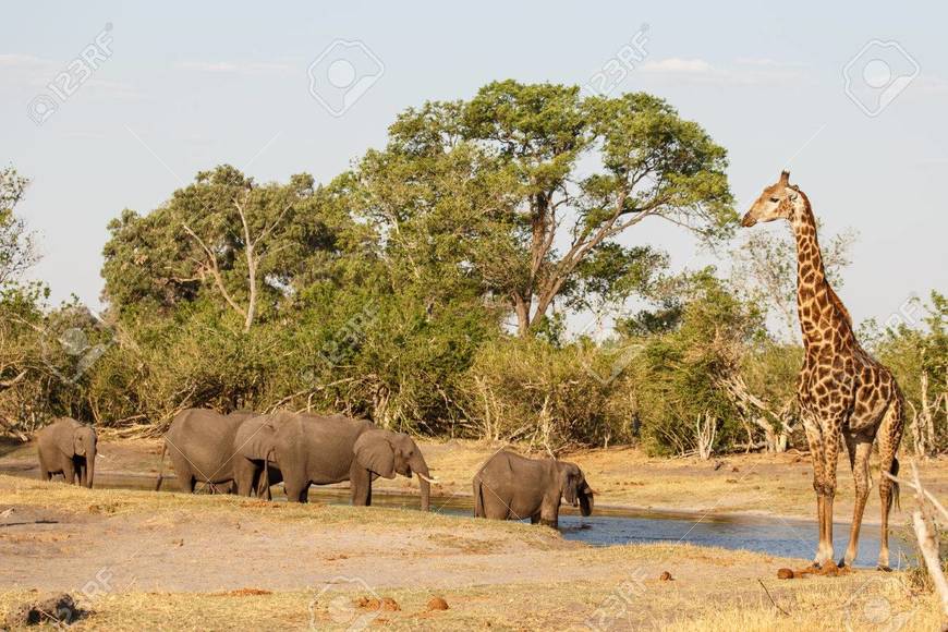 Lugar Chobe National Park