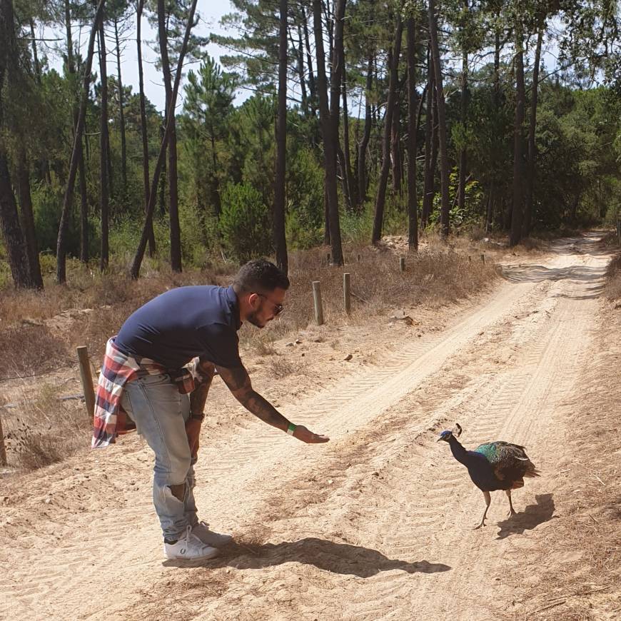 Lugar Badoca Safari Park 