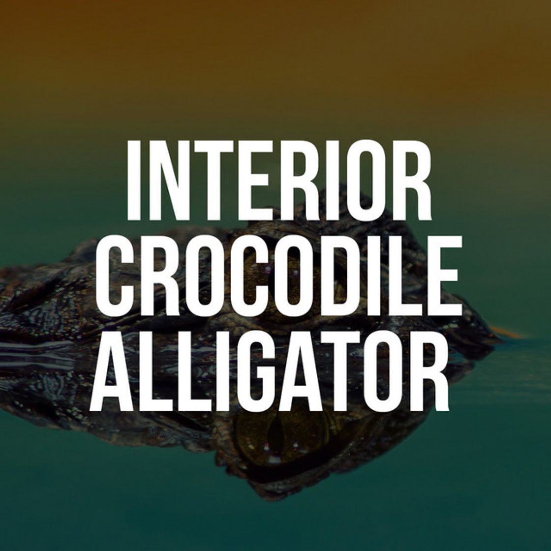 Music Interior Crocodile Alligator (TikTok Challenge)