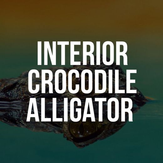 Interior Crocodile Alligator (TikTok Challenge)
