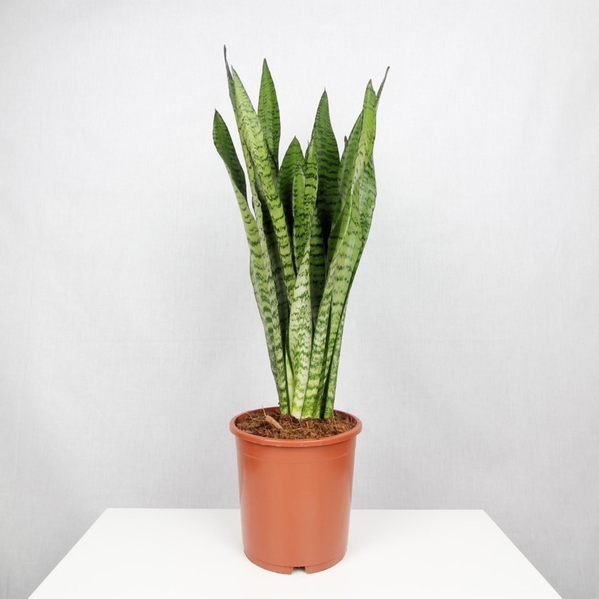 Fashion Sansevieria Trifasciata / Espada de São Jorge 