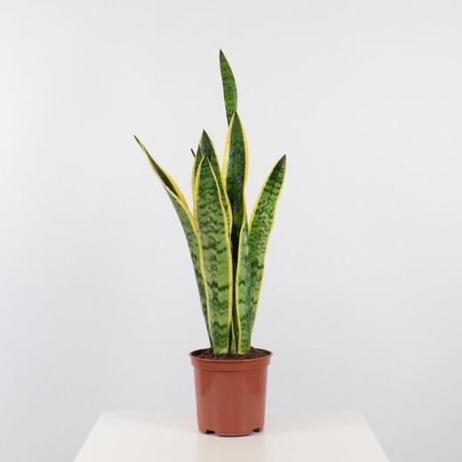 Sansevieria Laurentii / Espada de Santa Bárbara 