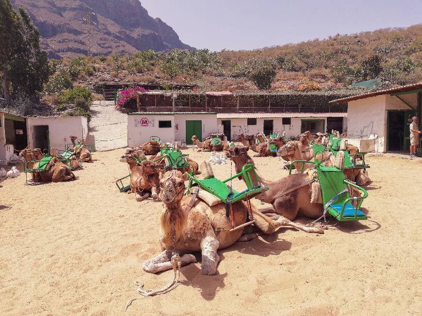 Lugares Camel Safari Park