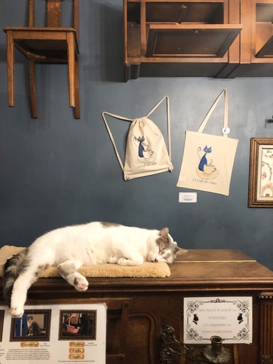 Le Café des Chats