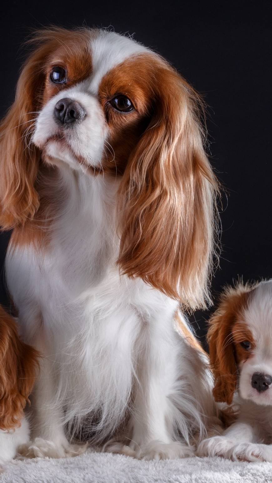 Fashion Cavalier King Charles Spaniel