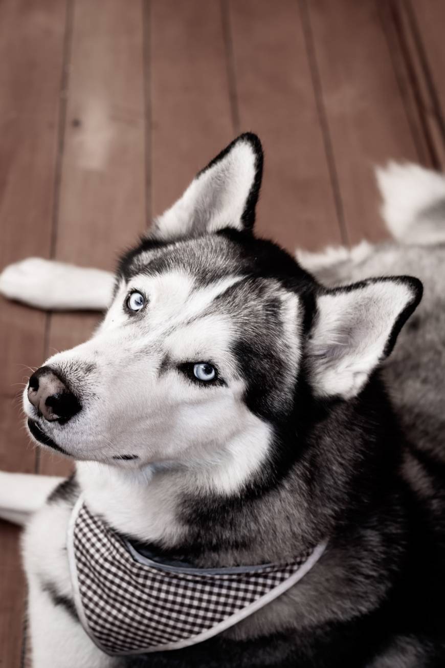 Fashion Siberian Husky