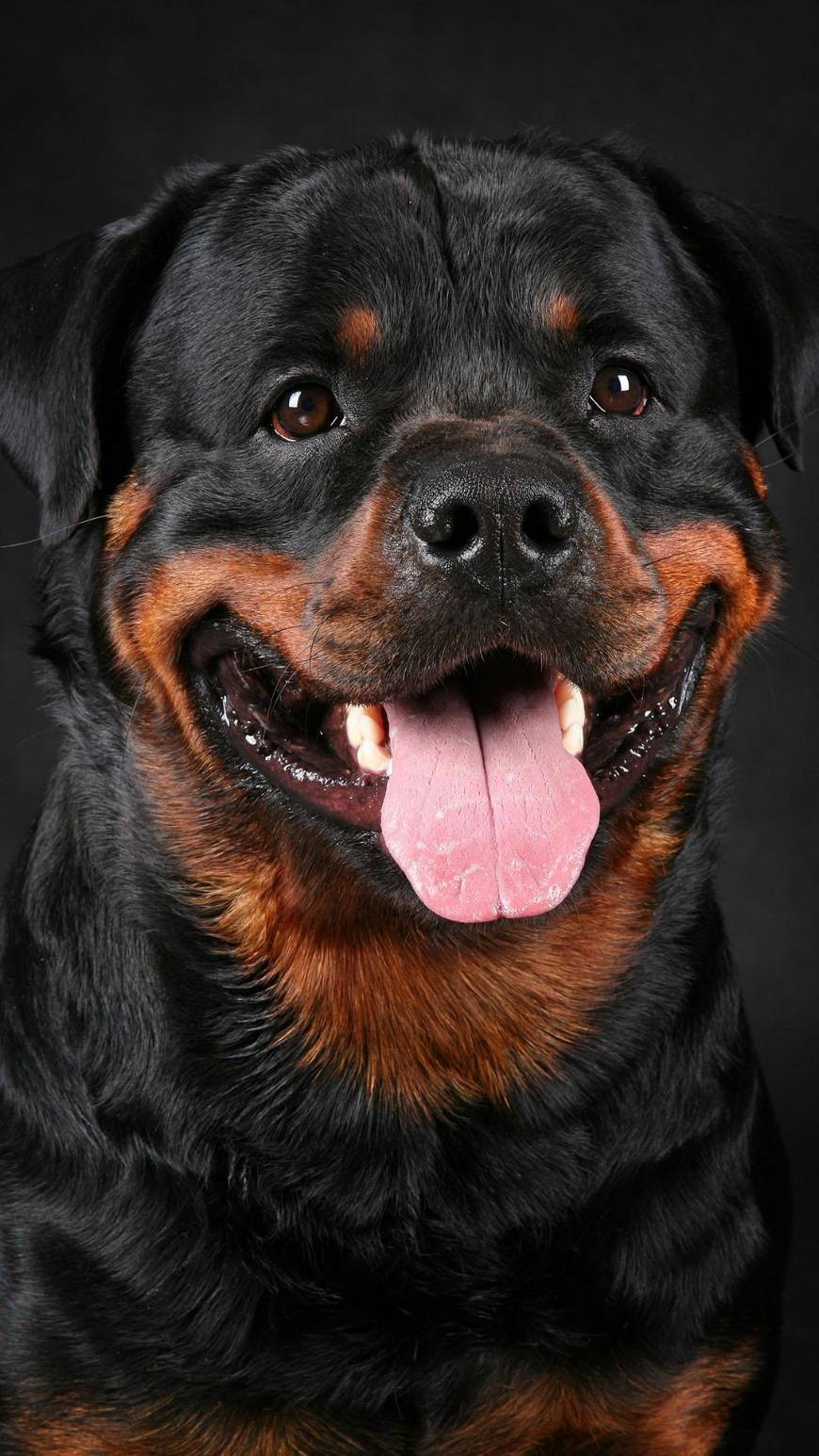 Moda Rottweiler 