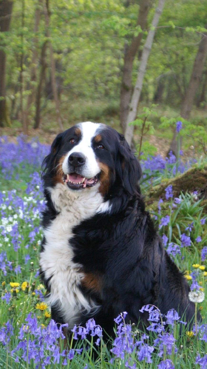 Fashion Bernese Mountain Dog