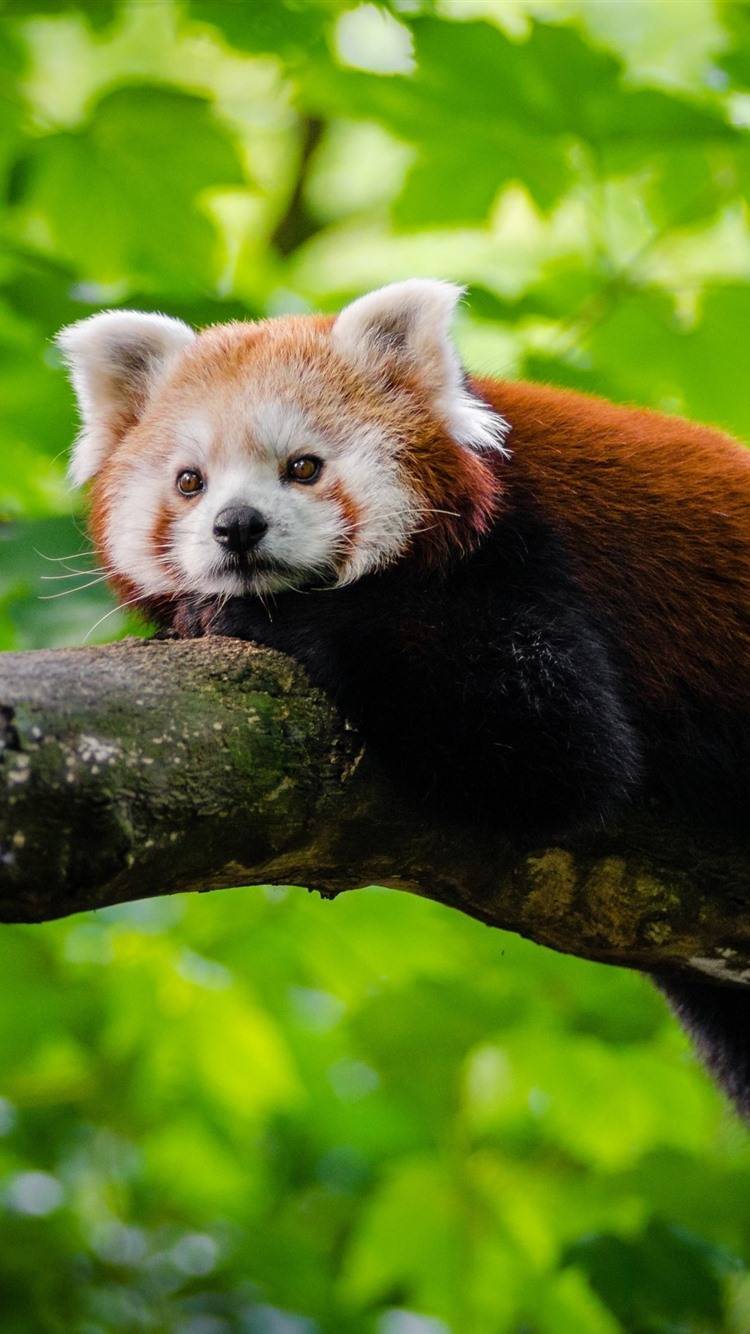 Fashion Red Panda