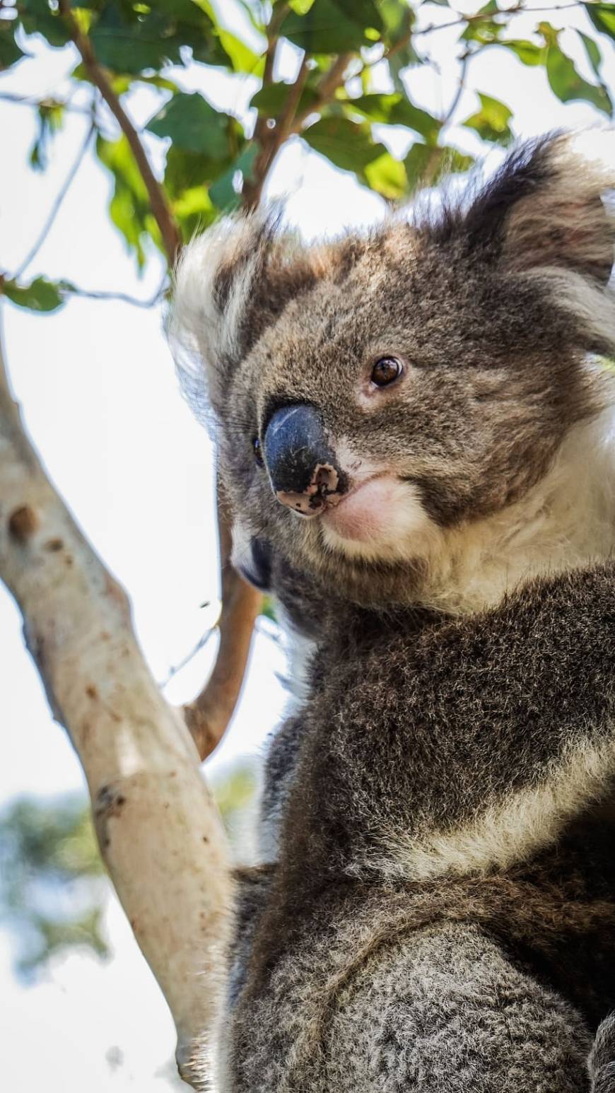 Fashion Koala