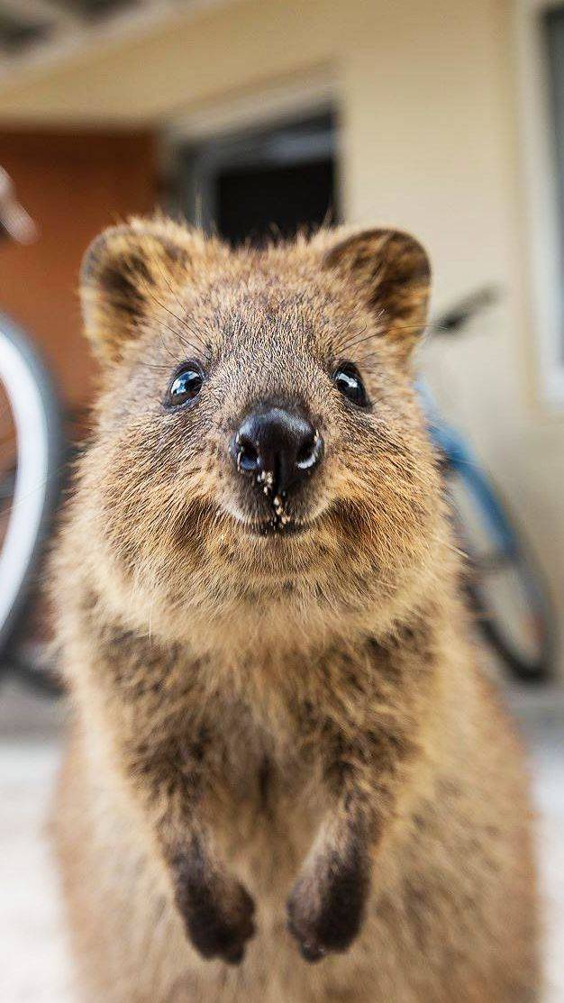 Fashion Quokka