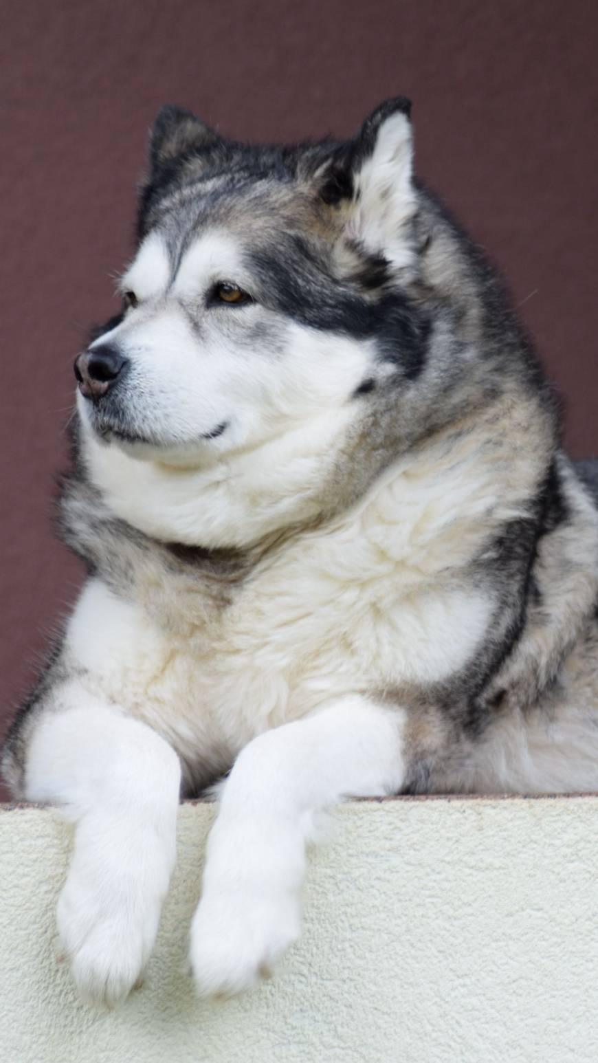 Moda Alaskan Malamute