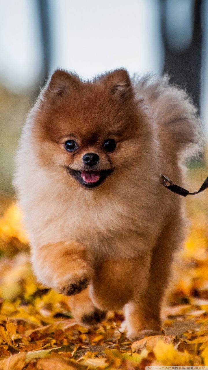 Fashion Pomeranian