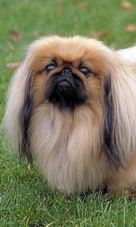 Moda Pekingese