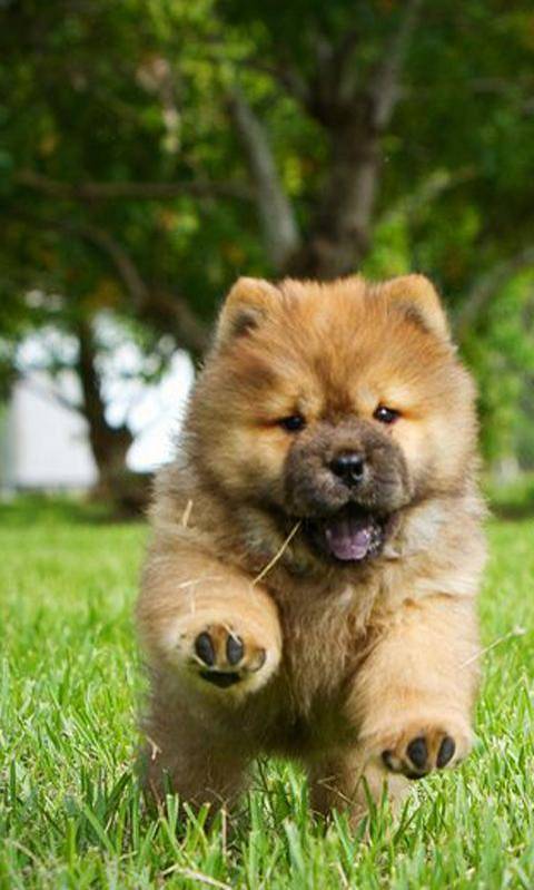 Fashion Chow Chow