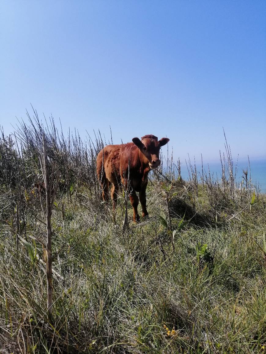 Lugar Praia de Magoito