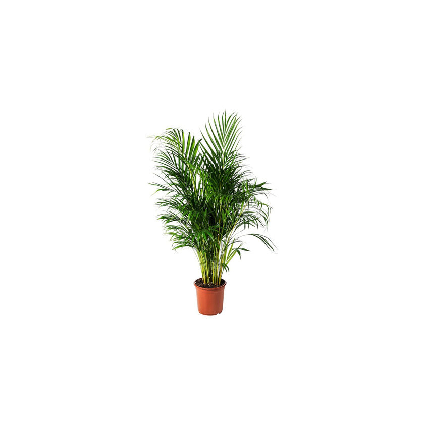 Social Areca Plant