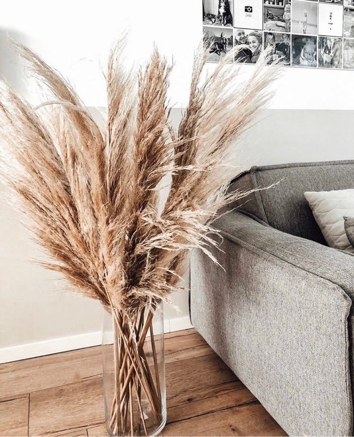 Productos PAMPAS GRASS