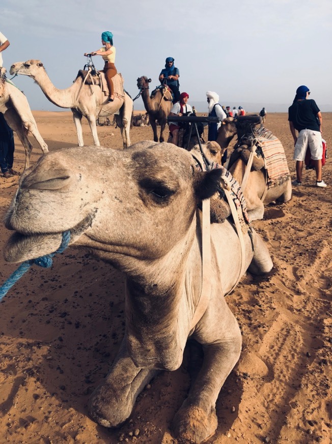 Place Zagora Desert Camp