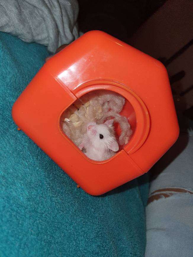 Hamster