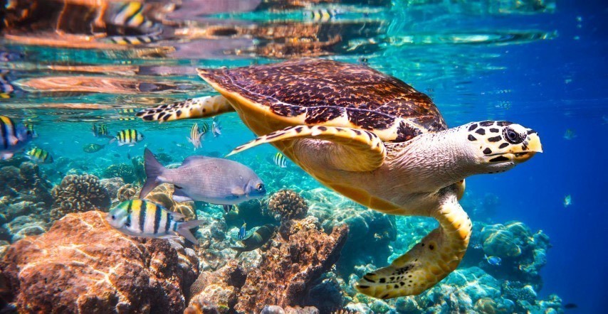 Fashion Acessórios para Snorkeling 