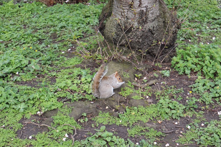 Lugar St. James's Park