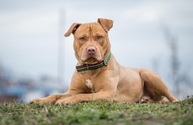 Fashion Pitbull