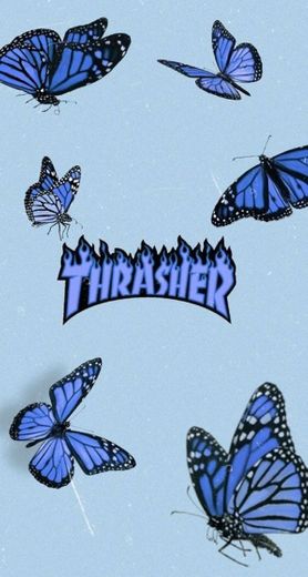 Blue thrasher