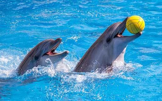 Dubai Dolphinarium - Dolphin & Seal Show