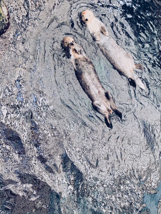 Place Oceanario de Lisboa