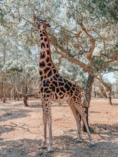 Badoca Safari Park