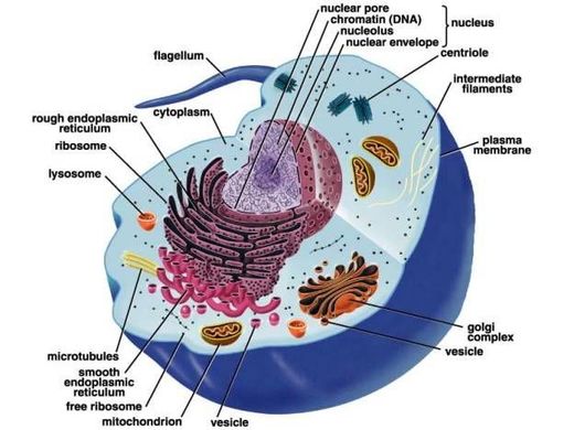 Cell Biology 101 