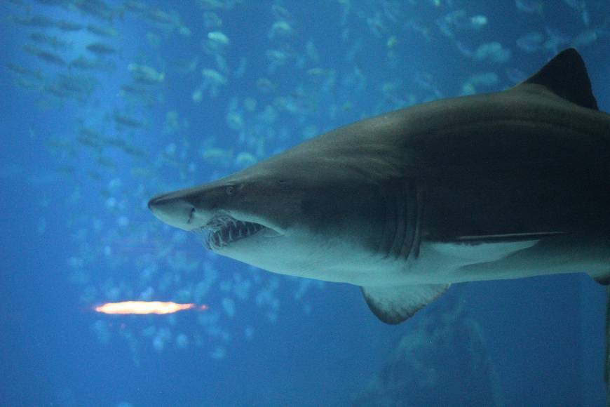 Place Oceanário de Lisboa